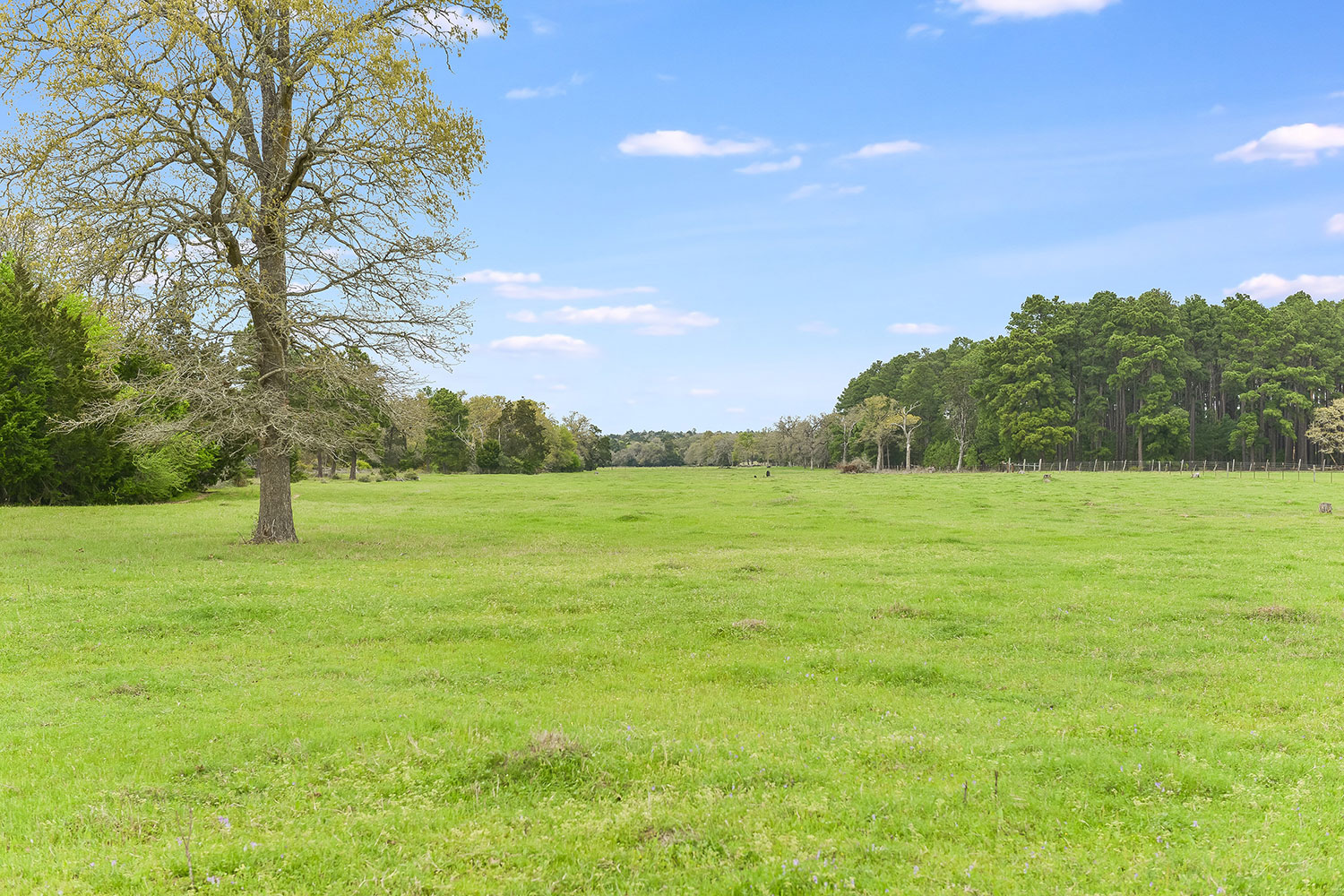 050_Pasture