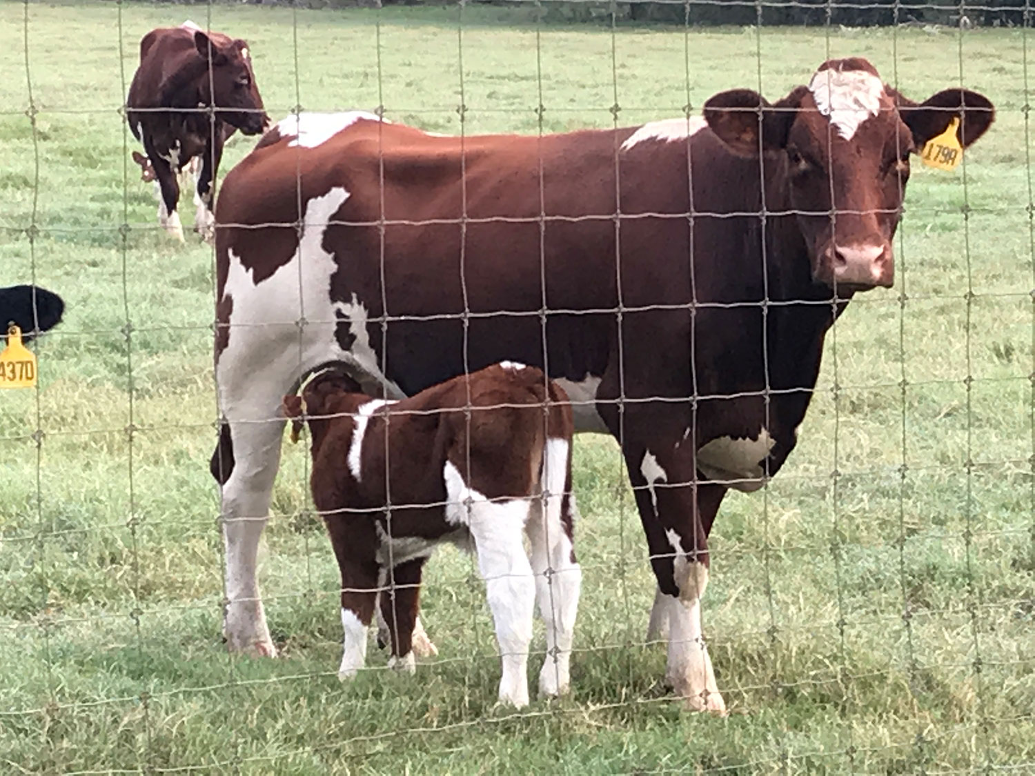 yCowandCalf