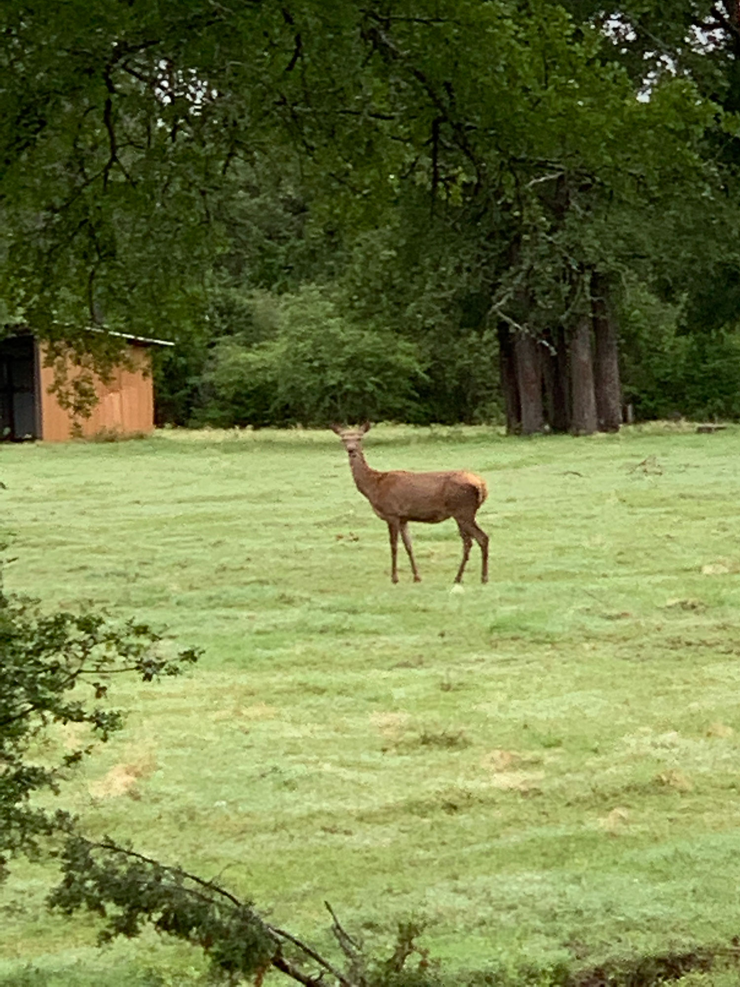 yRed Deer