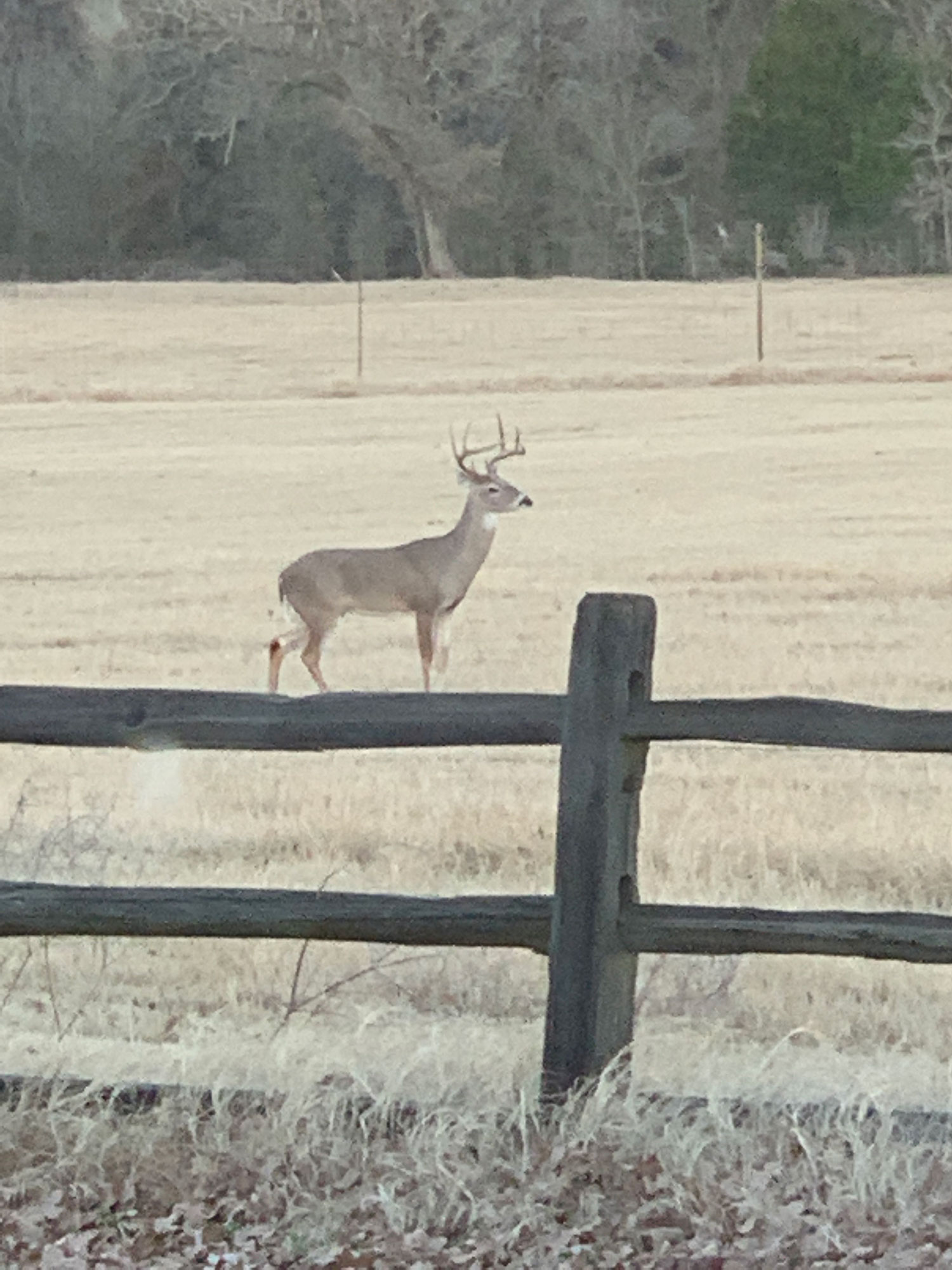 yRed Deer